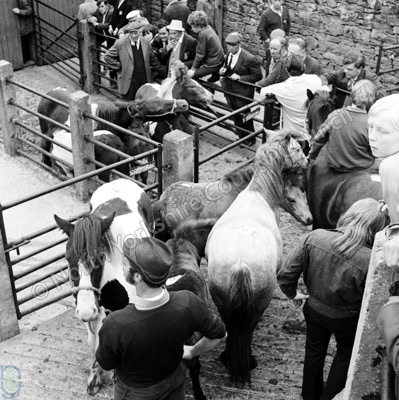Hawes Horse Fair